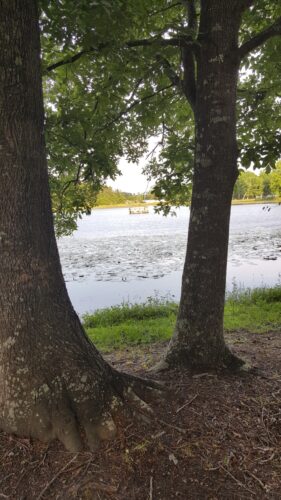 Williamson Mobile Home Estates and RV Park