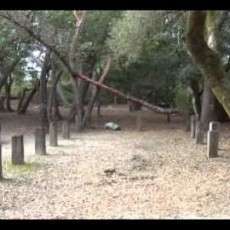 Henry Cowell Redwoods State Park