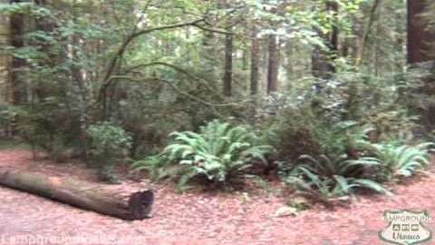 Jedediah Smith Redwoods State Park