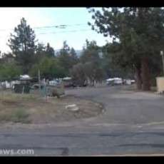 Pine Tree RV & Mobile Home Park