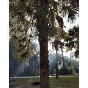 DuPuis Management Area Campsites