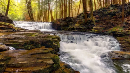 Salt Springs State Park